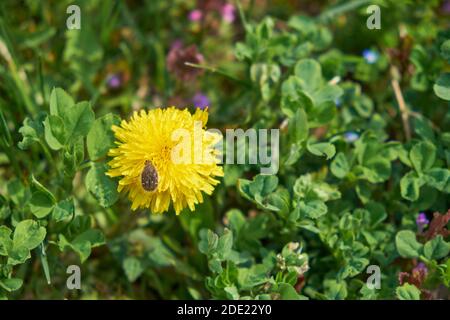 Piccolo coleottero su un bel fiore giallo di dente di leone. Foto Stock