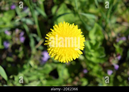 Un fiore grande e bello del dente di leone. Un fiore giallo. Foto Stock