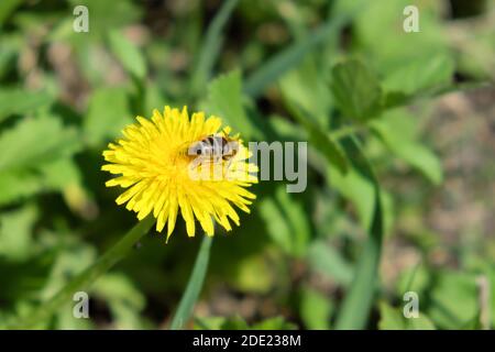 Un'ape raccoglie nettare da un fiore di dente di leone. Foto Stock