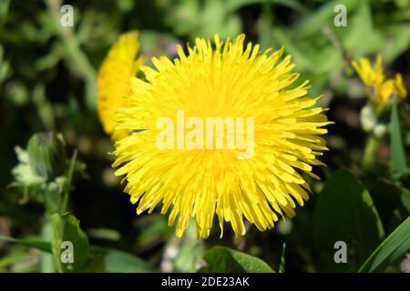 Un fiore grande e bello del dente di leone. Un fiore giallo. Foto Stock