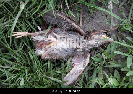 Il piccolo pulcino di passero cadde dal nido e morì. Foto Stock