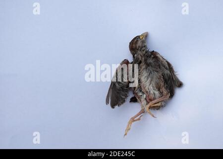 Il piccolo pulcino di passero cadde dal nido e morì. Sfondo bianco. Foto Stock