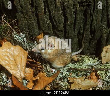 Topi spinosa, acomys dimidiatus, Adulti Foto Stock