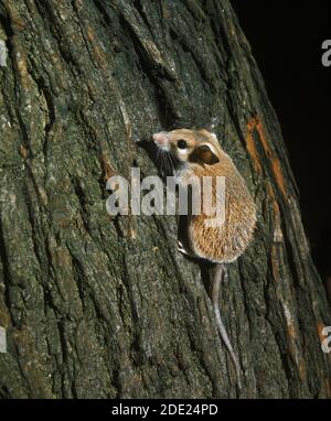 Topi spinosi, acomys dimidiatus, Adulti in piedi su tronco di albero Foto Stock