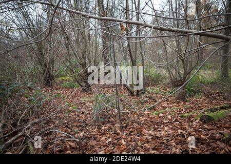 Ceppi pollardati in Wall Wood, Hatfield Forest Foto Stock