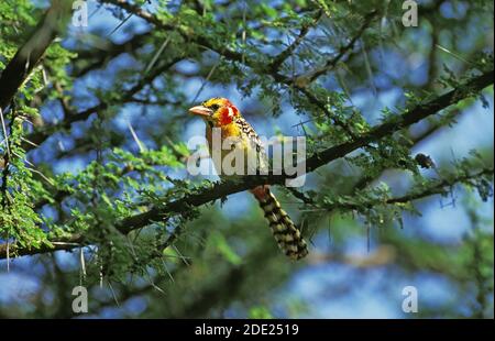 Barbet rosso e giallo, trachifono eritrocefalo, Adulto in piedi in Acacia Tree, Kenya Foto Stock