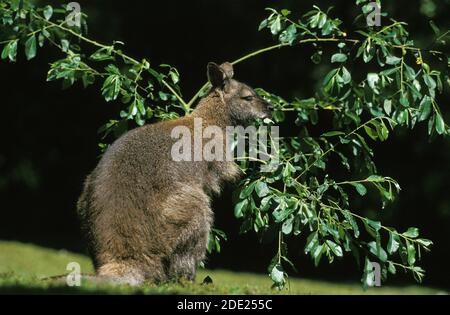 Wallaby di Bennett, macropus rufogriseus, foglie di cibo per adulti Foto Stock