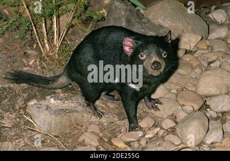 Diavolo della Tasmania, sarcophilus harrisi, adulto, Australia Foto Stock