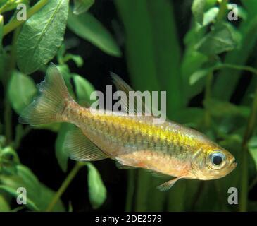 Congo Tetra, phenacogrammus interruptus, pesci d'acquario Foto Stock