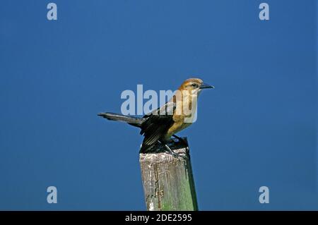 Barca coda grakle, quiscalus Major, femmina in piedi su Post, Florida Foto Stock