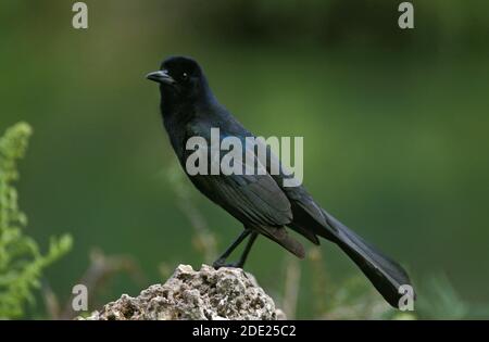 Barca coda grakle, quiscalus Major, maschio in piedi su Rock, Florida Foto Stock