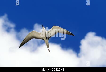 Fuligginosa Tern, sterna fuscata, adulti in volo, Australia Foto Stock