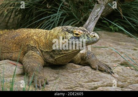 Komodo Dragon, varanus komodoensis, Adulti in piedi sulla roccia Foto Stock