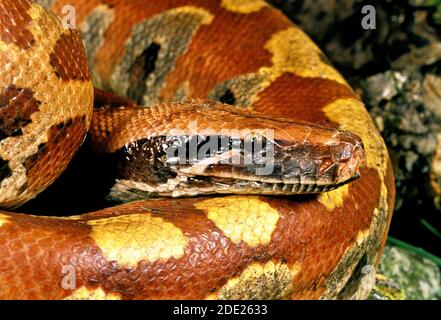 Il sangue, Python Python curtus, adulto, Close up della testa Foto Stock