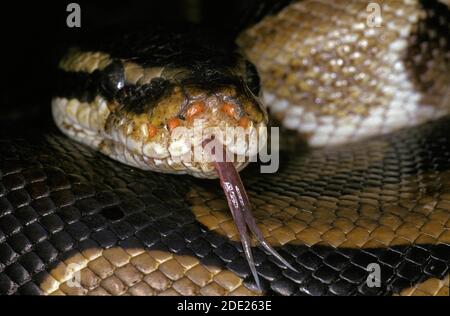 Pitone reale, regio python, testa di adulto con lingua fuori Foto Stock
