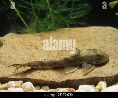 Pleco comune, hypostomus punctatus, pesci d'acquario Foto Stock