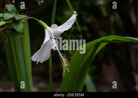 immagine ravvicinata di un fiore bianco e rosso di ibisco. Fiore rosso ibisco su sfondo verde. Foto Stock