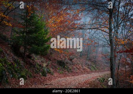 Bellissimo percorso forestale autunnale a Manteigas, Portogallo Foto Stock