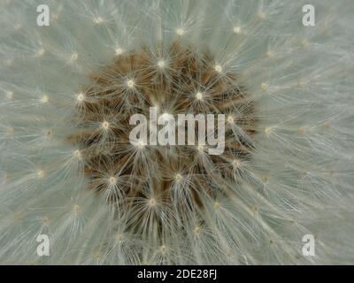 Un macro shot di un bel dente di leone Foto Stock