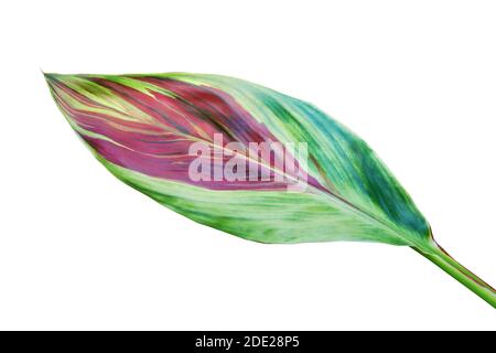 Foglia colorata di Cordyline fruticosa (L.) A. CHEV., buona fortuna pianta isolato su sfondo bianco Foto Stock