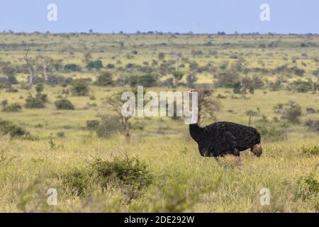 Struzzo Sudafricano (Struthio camelus australis) maschio sulla savana verde in Satara bushveld savana del Parco Nazionale Kruger Sud Africa Foto Stock