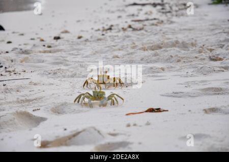 Granchi fantasma cornuti sulla spiaggia. Isole Seychelles Foto Stock