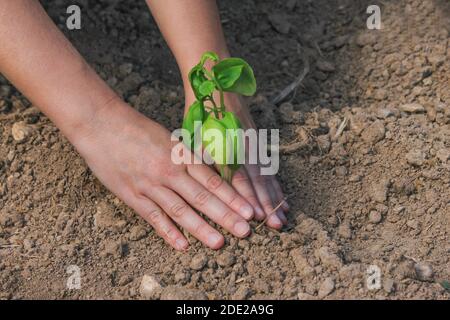 Donna mani che piantano pianta di basilico in verdure Garden.People che lavora in Agricoltura e concetto crescente di Farming.Nature Foto Stock