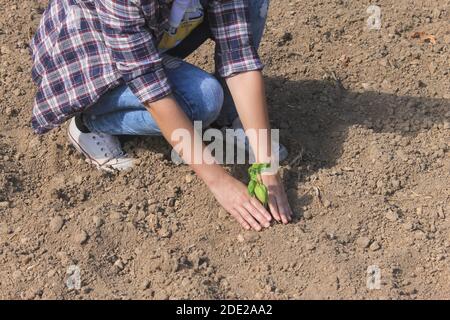 Donna irriconoscibile piantando pianta di seedling basilico in vegetali Garden.Working in concetto agricolo e agricolo Foto Stock