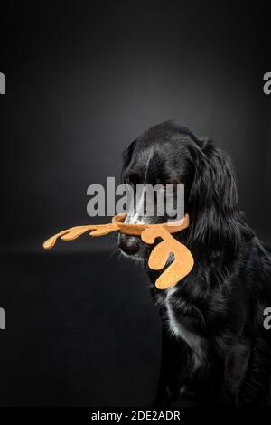 Ritratto in studio di Natale di un cane nero con corna di renna che scivolava sul naso su uno sfondo nero. Foto Stock