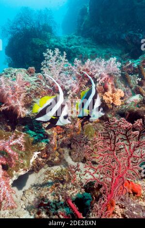 Pesce balenottolo (Heniochus acuminatus) con coralli molli sulla scogliera. Mare delle Andamane, Thailandia. (Acquisizione digitale). Foto Stock
