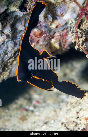 I capretti Pinnate Batfish [Platax pinnatus]. Papua occidentale, in Indonesia. Indo-West pacifico. Foto Stock