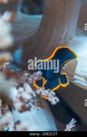 Batfish giovane pinnate [Platax pinnatus] che ricovera tra rami di corallo morbidi. Papua Occidentale, Indonesia. Indo-Pacifico occidentale. Foto Stock