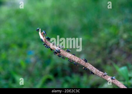 Primo piano macro shot di un insetto Foto Stock