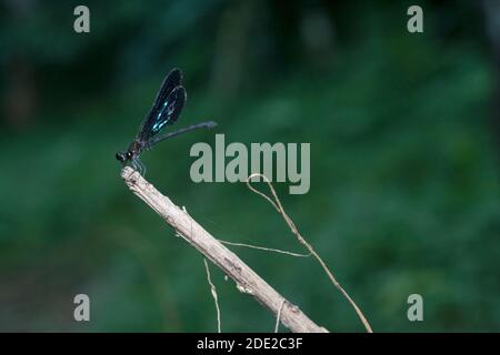 Primo piano macro shot di un insetto Foto Stock