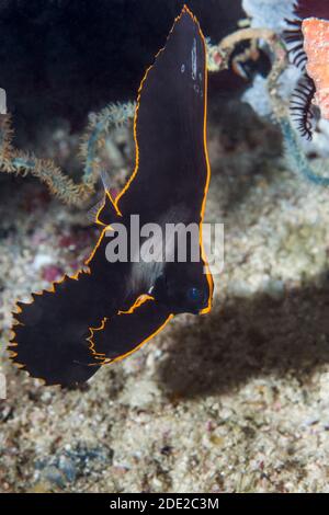 I capretti Pinnate Batfish [Platax pinnatus]. Papua occidentale, in Indonesia. Indo-West pacifico. Foto Stock