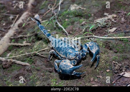 Scorpione velenoso, ghiandola venosa sulla sua coda, 2 grandi artigli su entrambi i lati. Foto Stock