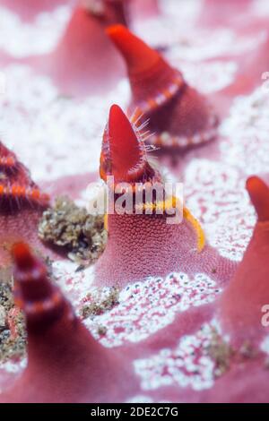 Sei fragile braccio Star [Ophipthela danae] avvolti intorno alle spine su un favo di miele stella di mare [Pentaceraster alveolatus]. Lembeh strait, Nord Sulawesi, ho Foto Stock