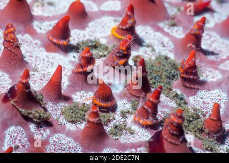 Sei fragile braccio Star [Ophipthela danae] avvolti intorno alle spine su un favo di miele stella di mare [Pentaceraster alveolatus]. Lembeh strait, Nord Sulawesi, ho Foto Stock