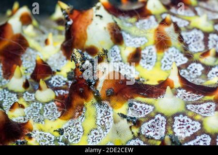 Pettine gelatine sul Nido stella di mare [Pentaceraster alveolatus]. Lembeh strait, Nord Sulawesi, Indonesia. Foto Stock