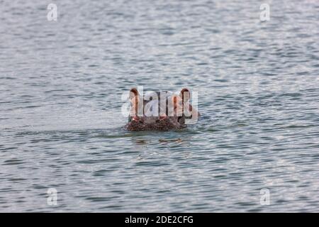 Hippo colpo di testa nuotare nel fresco lago Akagera Foto Stock