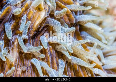 Polipi su corallo di funghi [Fungia sp.]. Puerto Galera, Filippine. Foto Stock