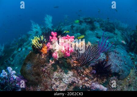 Coralli molli [Dendronephthya sp.], crinoidi e gorgonie sulla barriera corallina. Papua Occidentale, Indonesia. Foto Stock