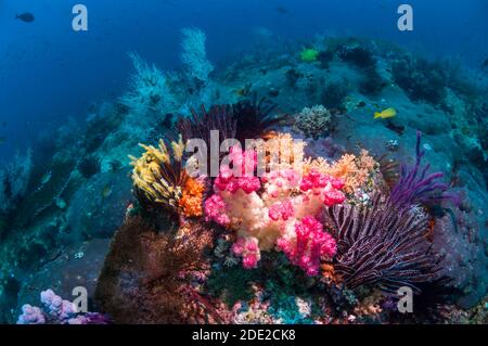 Coralli molli [Dendronephthya sp.], crinoidi e gorgonie sulla barriera corallina. Papua Occidentale, Indonesia. Foto Stock