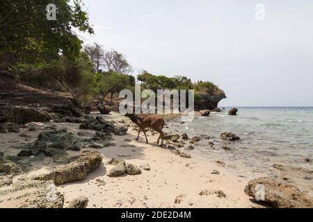 I cervi sono animali selvatici che si trovano facilmente sull'isola di Menjangan, West Bali National Park. Foto Stock