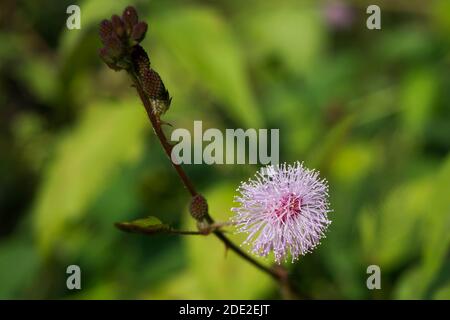 Primo piano di Mimosa pudica conosciuto anche come vergogna pianta o shameplant, sensibile, sonnolento, azione, touch-me-not, pianta zombie. Foto Stock