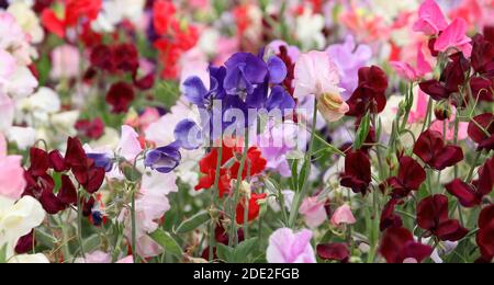 primo piano dettaglio di un campo di delicati fiori profumati Di piselli dolci (Lathyras odoratus) al sole estivo Foto Stock