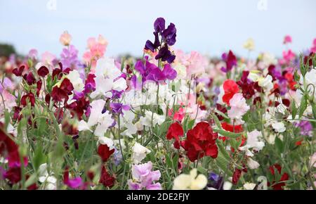 Campo di delicato pisello dolce (fiori di lathyras odoratus con cielo nella metà superiore e spazio di copia. Foto Stock