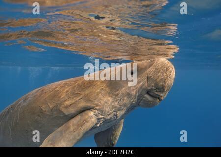 Dugong dugon (mucca di mare o di mare) primo piano nuoto in acqua di mare tropicale Foto Stock