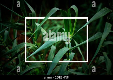 Layout vegetale creativo, foglie verdi con cornice quadrata bianca, creazione fatta da foglie di canne per la scheda pubblicitaria o l'invito Foto Stock