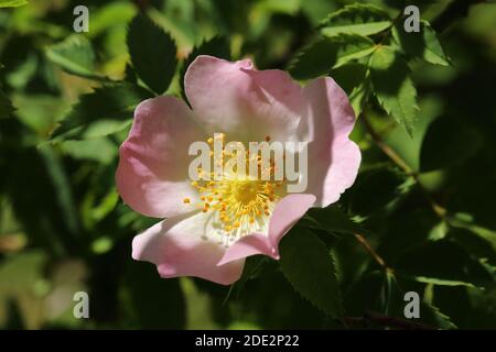 Harsh Downy Rose (Rosa tomentosa) in Breakheart Quarry, Dursley, Gloucestershire Foto Stock